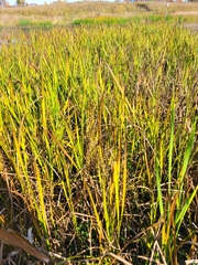 Sparganium americanum