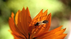 Hypselonotus interruptus