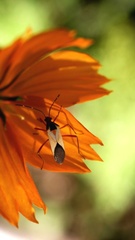 Hypselonotus interruptus