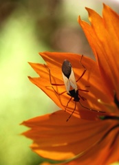 Hypselonotus interruptus