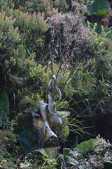 Senecio oerstedianus