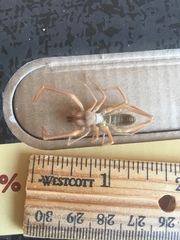 Eremobatinae