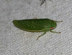 Rugosana