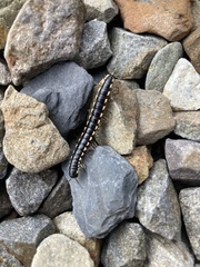Diplopoda