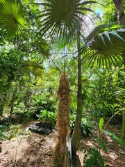 Coccothrinax crinita