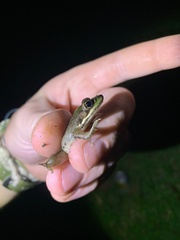 Lithobates
