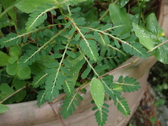 Phyllanthus urinaria hookeri