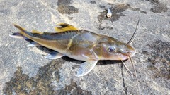 Pimelodus ornatus