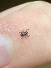 Ixodes pacificus