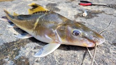 Pimelodus ornatus