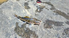 Pimelodus ornatus