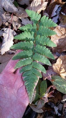 Dryopteris