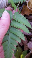 Dryopteris