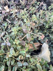 Euphorbia ophthalmica