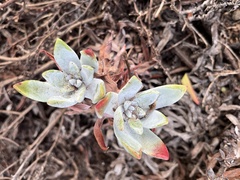 Dudleya farinosa