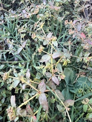 Euphorbia ophthalmica