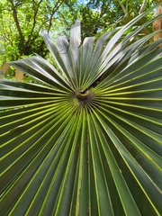 Coccothrinax crinita