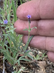 Allophyllum gilioides violaceum