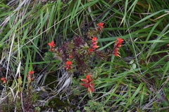 Castilleja irasuensis