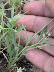 Allophyllum gilioides violaceum