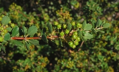 Ceanothus perplexans
