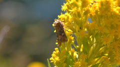 Lacinipolia stricta