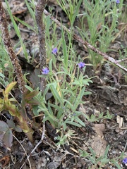 Allophyllum gilioides violaceum