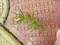 Asparagus aethiopicus