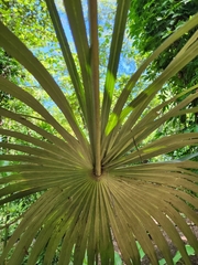 Coccothrinax crinita