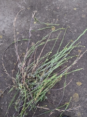 Sisymbrium officinale