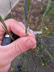 Sisymbrium officinale