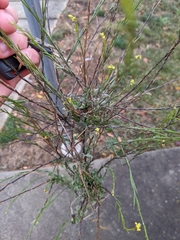 Sisymbrium officinale