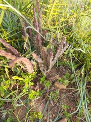 Caralluma adscendens