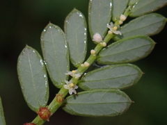 Phyllanthus urinaria hookeri