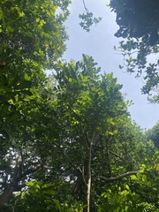 Dysoxylum spectabile