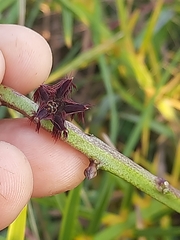 Caralluma adscendens