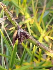 Caralluma adscendens