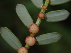Phyllanthus urinaria hookeri