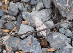 Cibolacris parviceps