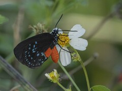 Eumaeus atala