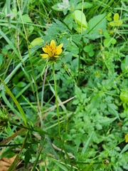 Bidens cynapiifolia