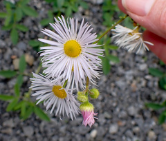 Erigeron philadelphicus