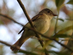 Empidonax traillii