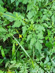 Bidens cynapiifolia