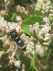 Hoplitimyia mutabilis