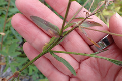 Erigeron philadelphicus