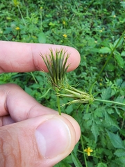 Bidens cynapiifolia