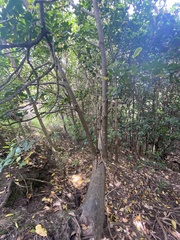 Corynocarpus laevigatus