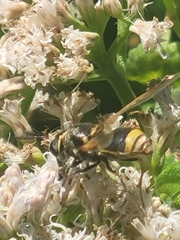 Hoplitimyia mutabilis