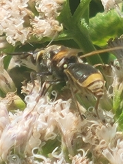 Hoplitimyia mutabilis